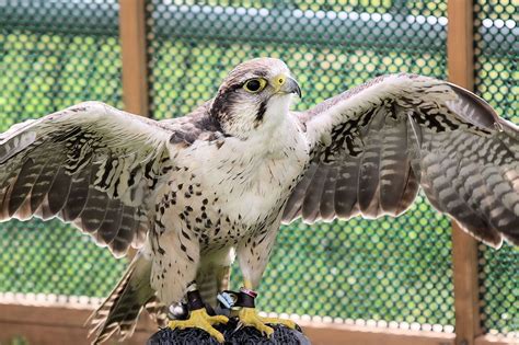 Rare Animal Species in Colorado That are Endangered or Threatened