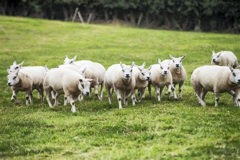 Beltex breeders to demonstrate breed carcase qualities - 13 September ...