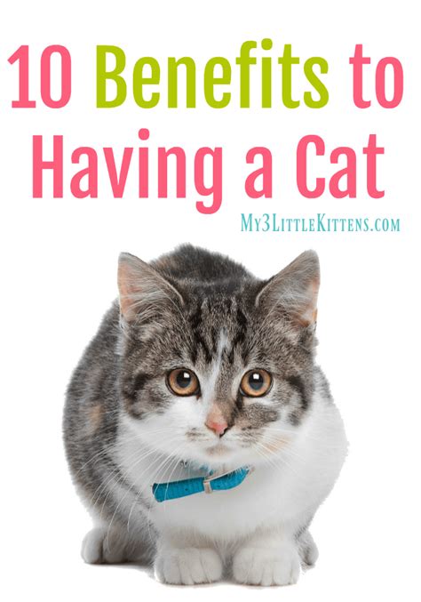 10 Benefits to Having a Cat - My 3 Little Kittens