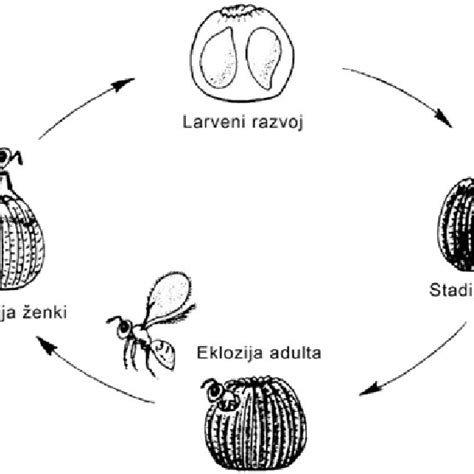 Life cycle of the Trichogramma sp. wasp (taken from... | Download ...