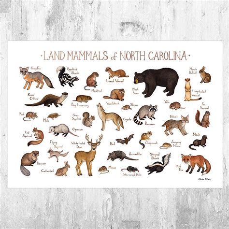 North Carolina Land Mammals Field Guide Art Print / Animals of North ...