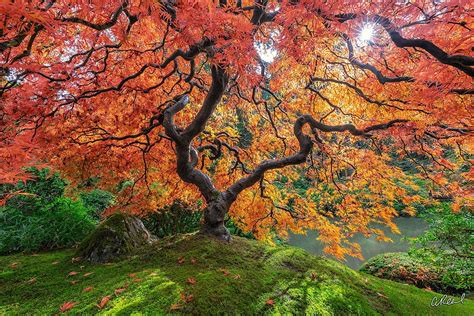 Peter Lik's Tree of Life? Not Quite. Aaron Reed Luxury Fine Art HD ...