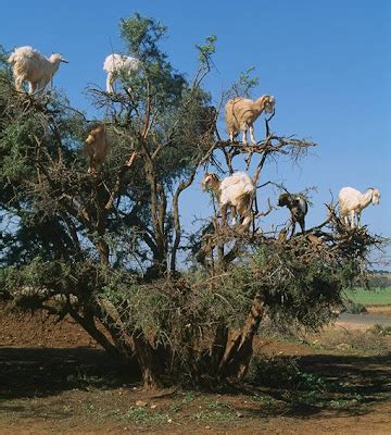 Mark of the Beast: Goats in Trees