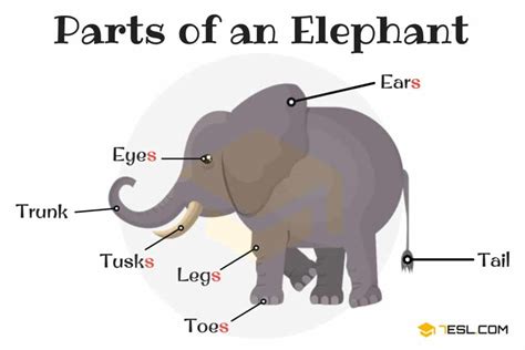 Animal Anatomy: Animal Body Parts in English with Pictures • 7ESL