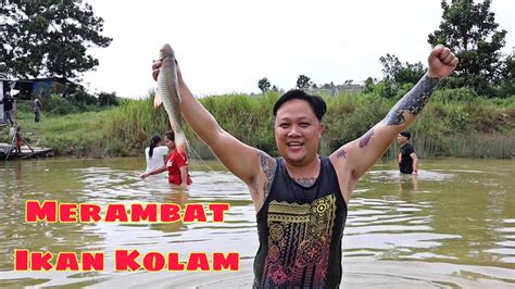 Merambat Ikan Talapia Kolam Tak Sangka Ada Ikan Jelawat Besar... - YouTube