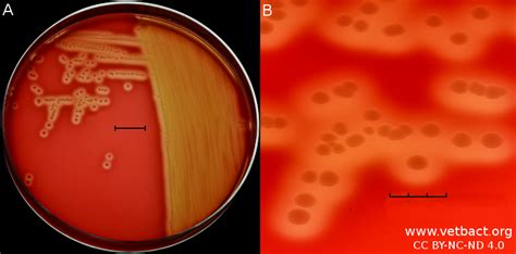 Streptococcus dysgalactiae subsp. equisimilis