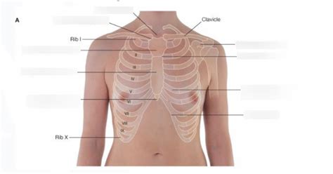 Surface anatomy of the breast Diagram | Quizlet