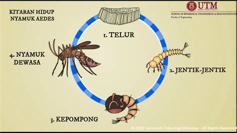 Kitaran Hidup Nyamuk Aedes - Mengenal Siklus Hidup Nyamuk Aedes Aegypti Tekno Tempo Co - Telpon ke