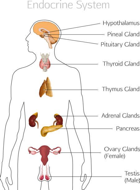 The Endocrine System Diagram