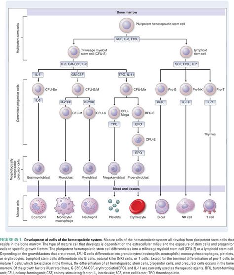 Pharmacology of Hematopoiesis and Immunomodulation | Basicmedical Key