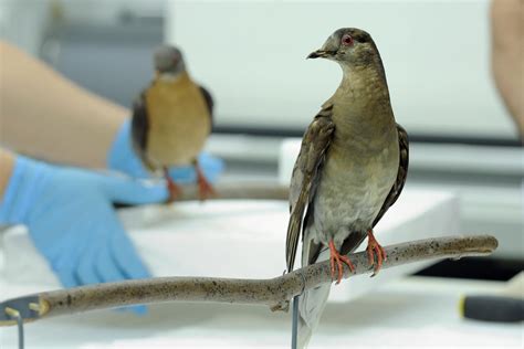 The Flight Of The Passenger Pigeon, Now 100 Years Extinct | WNPR News