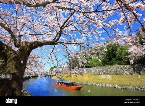 Cherry blossoms at Hikone Castle Stock Photo - Alamy