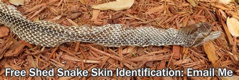 Shed snake skin identification australia