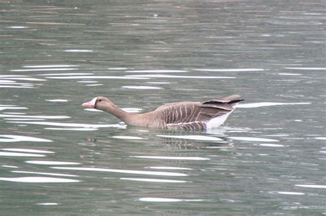 Greater White-fronted Goose | Great Bird Pics