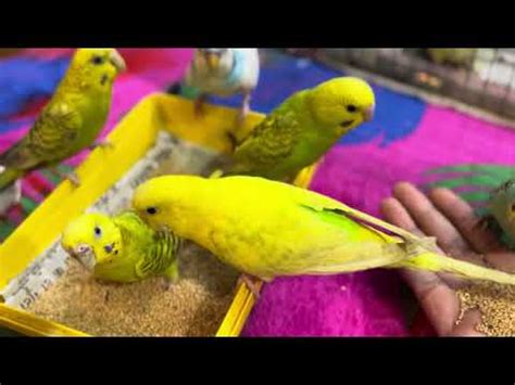 budgies playing and eating - YouTube