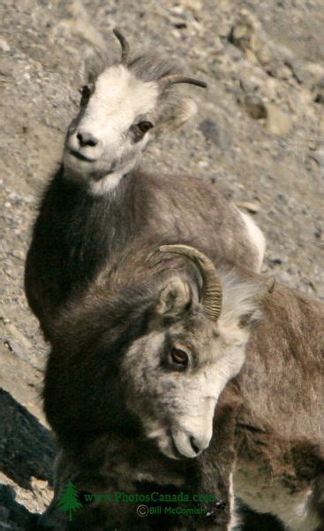 PhotosCanada.com Gallery :: Stone Sheep Photos, Northern British ...