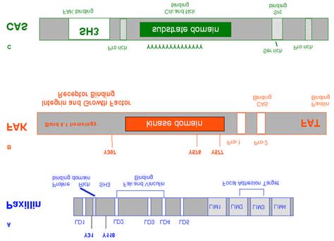 Schematic of the structure of A) paxillin, B) FAK, and C) p130CAS... | Download Scientific Diagram