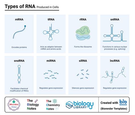 Types of RNA | Biology lessons, Teaching biology, Biochemistry notes