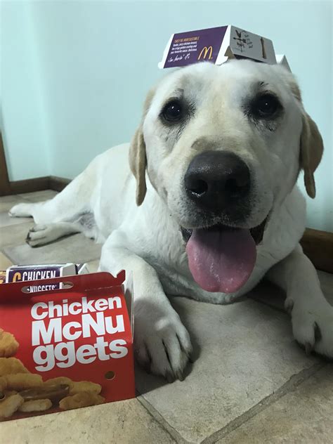 He didn’t choose the nugg life...the nugg life chose him : r/dogpictures