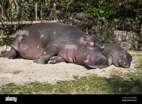 Hippopotamus, baby hippo, river horse, Animals from zoo Stock Photo - Alamy