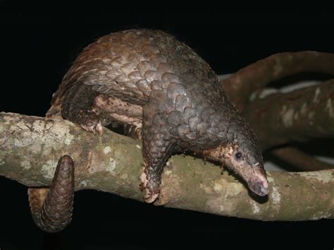 Pangolin Fact Sheet | Blog | Nature | PBS