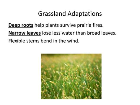 PPT - For separate ecosystems to be classified as the same type of biome, they must — PowerPoint ...