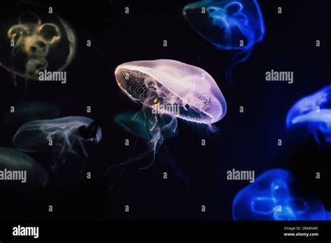 Jellyfish in aquarium in Singapore Stock Photo - Alamy