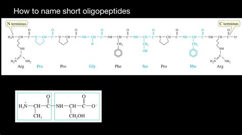 How to name short Oligopeptides - YouTube