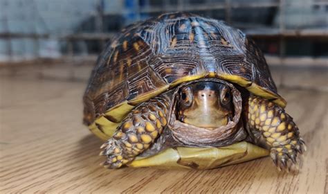 Species Profile: Three-Toed Box Turtles - Wildcare Foundation