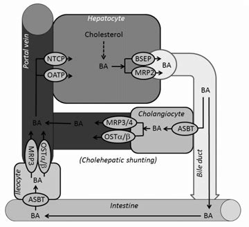 Enterohepatic circulation of bile acids. Bile acids are active secreted... | Download Scientific ...