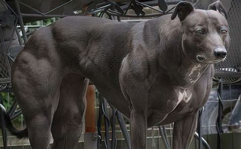 The Most Muscular Dog Breeds