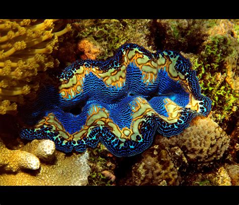 Tridacna maxima | Beautiful sea creatures, Sea animals, Ocean creatures