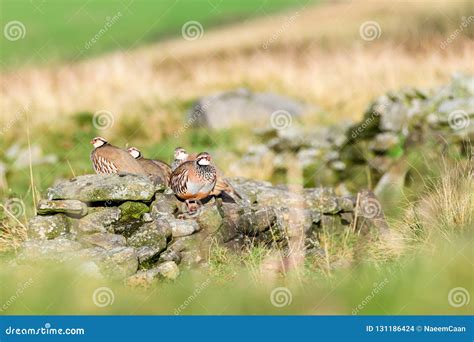 Wild Red-legged Partridge in Natural Habitat of Reeds and Grasses on ...