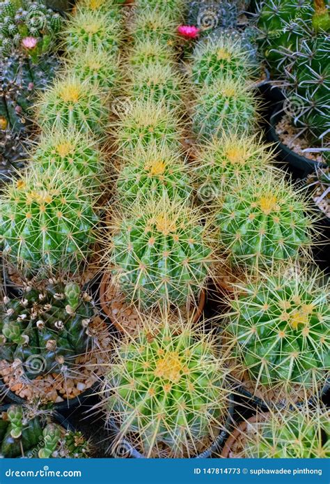 Echinocactus Grusonii Cactus Succulent Plant in Flower Pot Image Stock Image - Image of nature ...