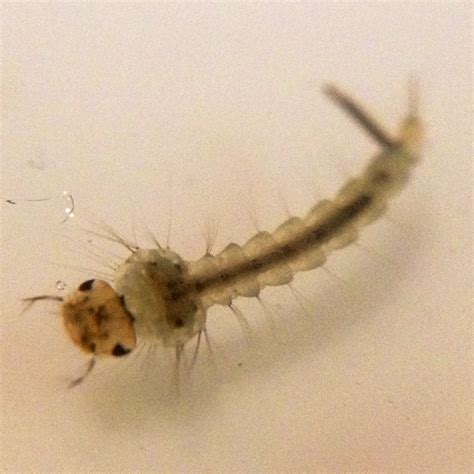 Mosquito larva macro photo ~Deva | Mosquito larvae, Macro photos, Macro and micro