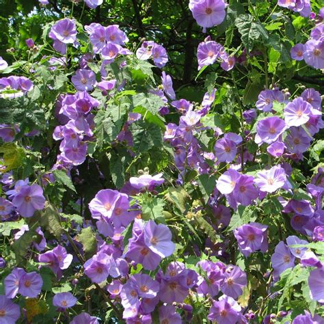 Abutilon (x) Suntense - Arbuste de climat doux aux belles fleurs mauve