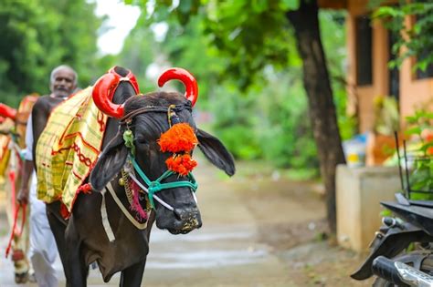 Premium Photo | Indian pola festival, Pola is a festival respecting bulls and oxen which is ...