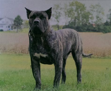 Perro de Presa Canario Puppies For Sale | Kirkwood, PA #181348