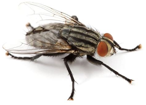 Flesh Fly Control | Flesh Flies