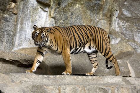 Sumatran Tiger | The Wildlife