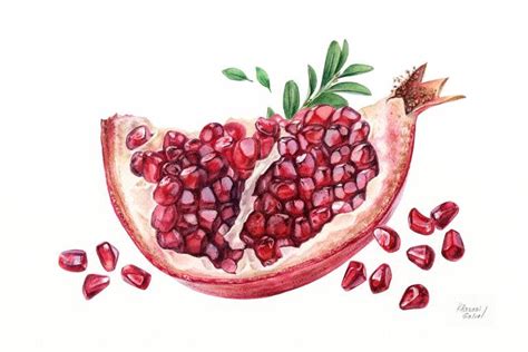 Pomegranate Drawing by Halina Khazani | Saatchi Art