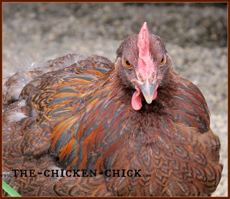 Salpingitis & Lash Eggs in Backyard Chickens: The Pus Coagulegg | The Chicken Chick®