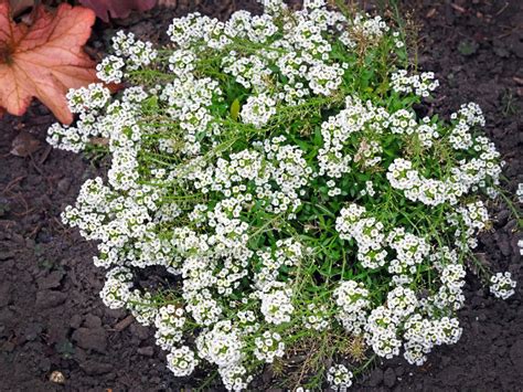 Caring For Sweet Alyssum Plants: How To Grow Alyssum In The Garden