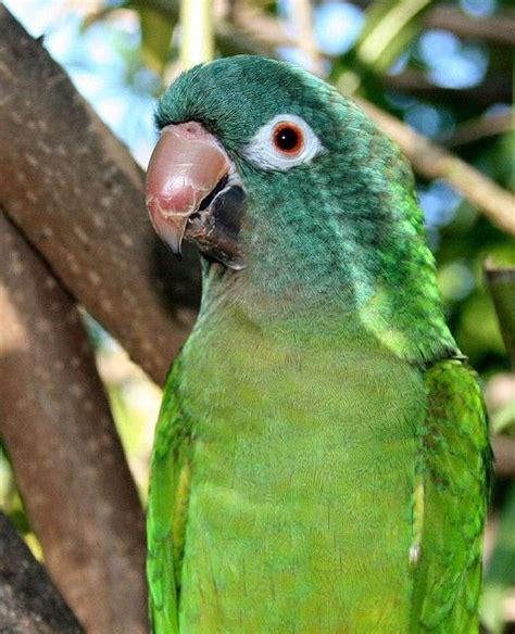 hi...i am bobbers the blue crown conure | Conure, Blue crown, Parrot