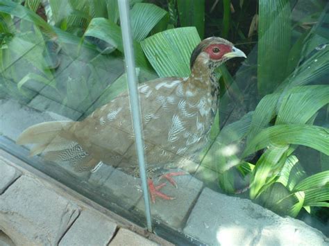 Female silver pheasant - ZooChat