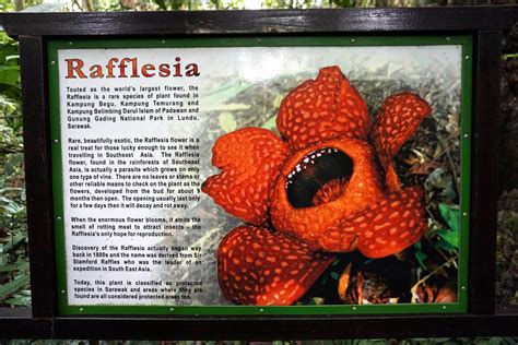 15 things you do not know about Rafflesia - Backyard Tour