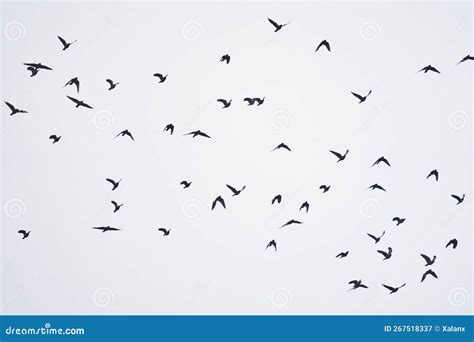 Flock of crows in flight stock image. Image of beak - 267518337