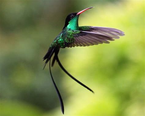 doctor bird / Red-billed streamer tail / Jamaica | Elements of Future ...