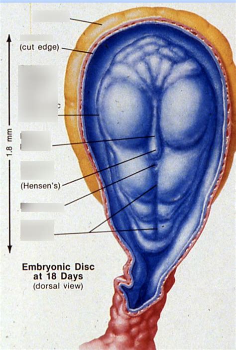 Embryonic Disc at 18 days Diagram | Quizlet