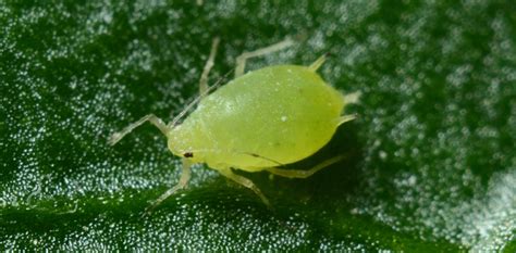 Which Pests Can Damage Your Lawn? - Wholesale Landscaping Supplies | Irwindale CA